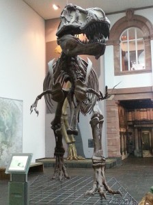 Senckenberg